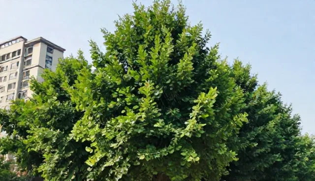 种苗供应渠道供货的误区与正确理解